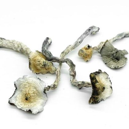 Psilocybe Cubensis Albino A+ from Microdose Mushrooms