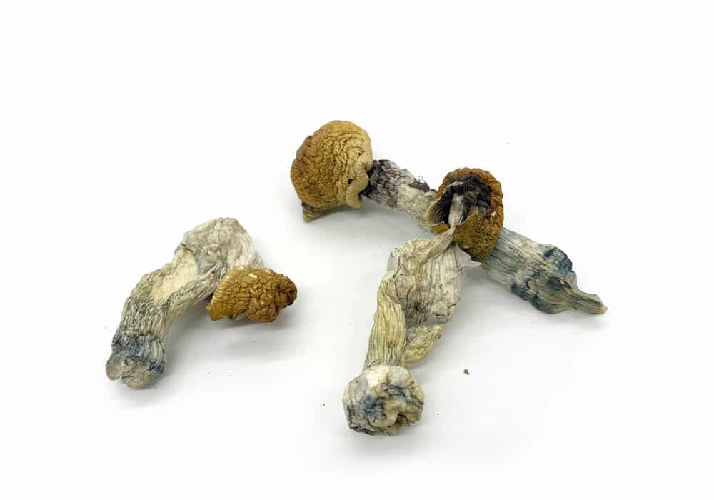 Psilocybe Cubensis Penis Envy from Microdose Mushrooms