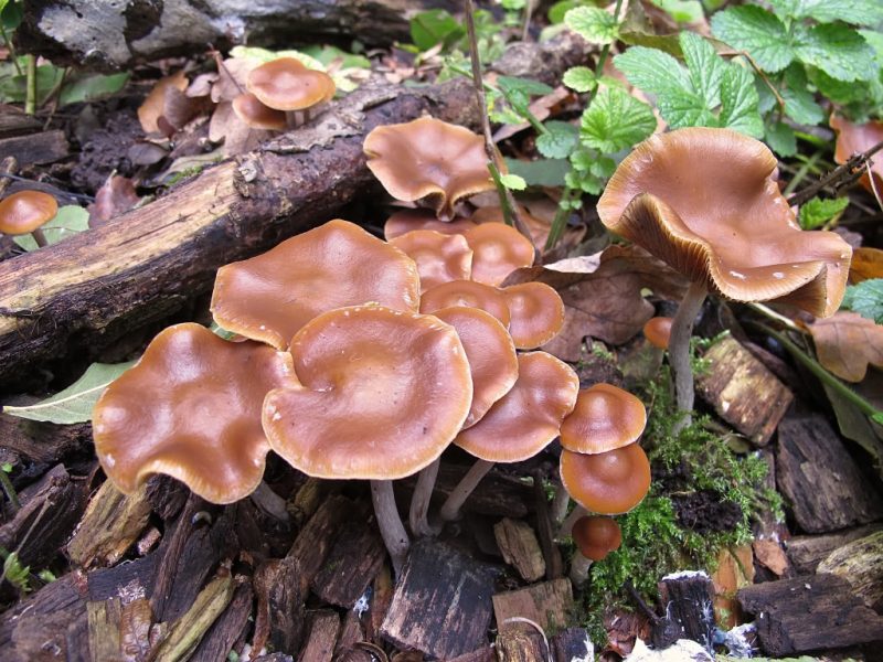 Psilocybe Cyanescens