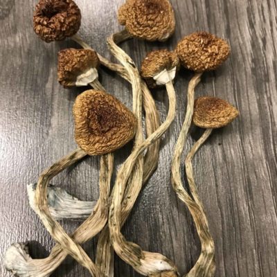 Psilocybe: Cambodian Cubensis by Organic Shrooms Canada