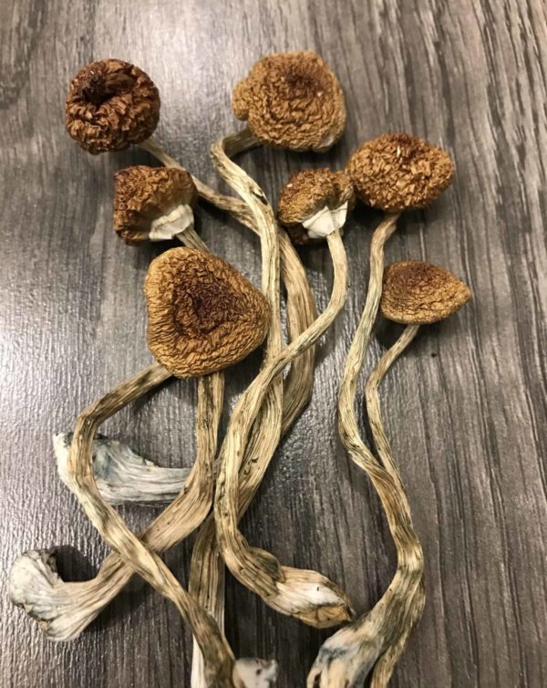 Psilocybe: Cambodian Cubensis by Organic Shrooms Canada