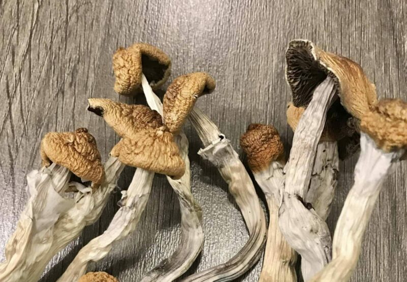 Psilocybe: Hillbilly Cubensis by Organic Shrooms Canada