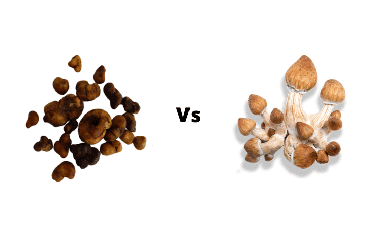 psychedelic-truffles-vs-mushrooms