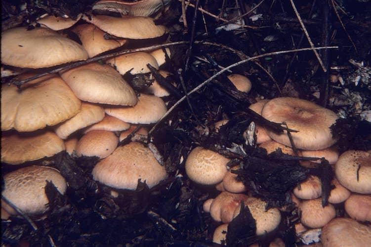 Gymnopilus aeruginosus Magic Mushroom