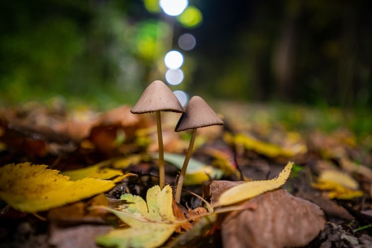 Psilocybin mushroom retreats