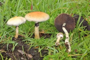 Psilocybin Mushroom Species Guide