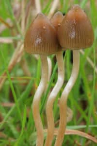 Liberty Caps