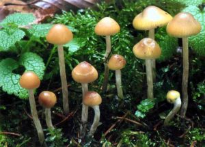 Understanding and Measuring Magic Mushroom Potency psilocybe bohemica 
