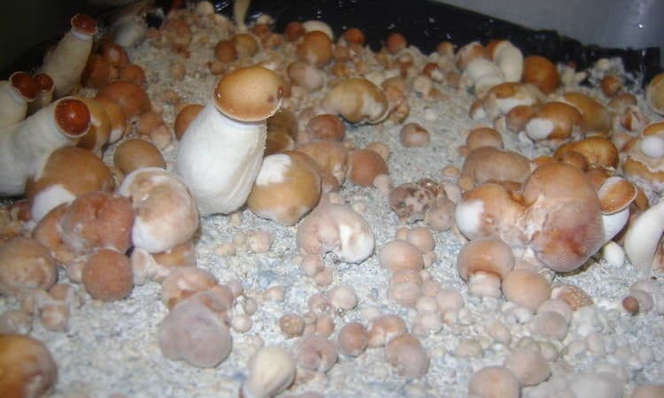 How To Grow Penis Envy Mushrooms