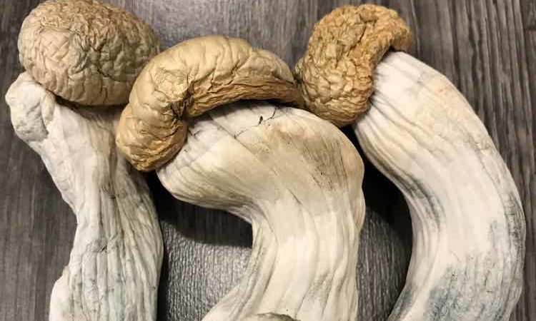 Penis envy magic mushrooms video roundup