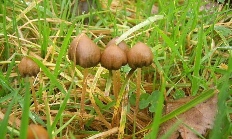 Psilocybe Semilanceata Magic Mushrooms