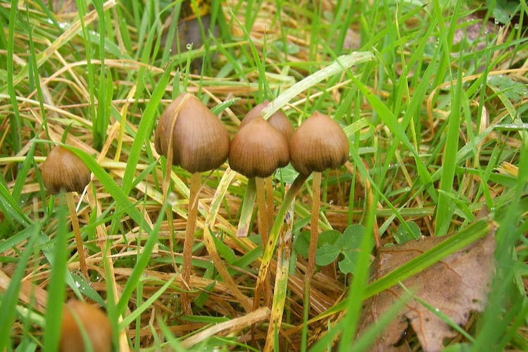 Psilocybe Semilanceata Magic Mushrooms
