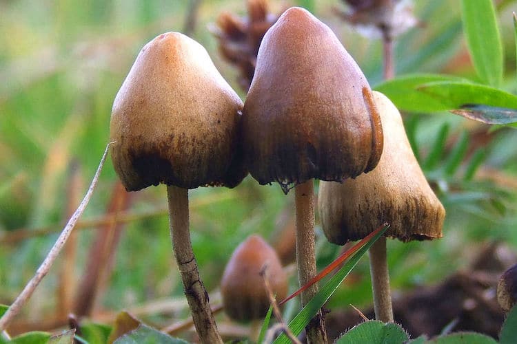 Don't Eat Psilocybe Semilanceata aka the Liberty Cap Before Reading This