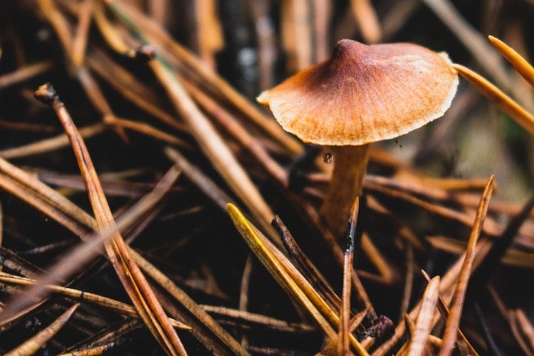 Where To Buy Magic Mushrooms Near Me - Frshminds