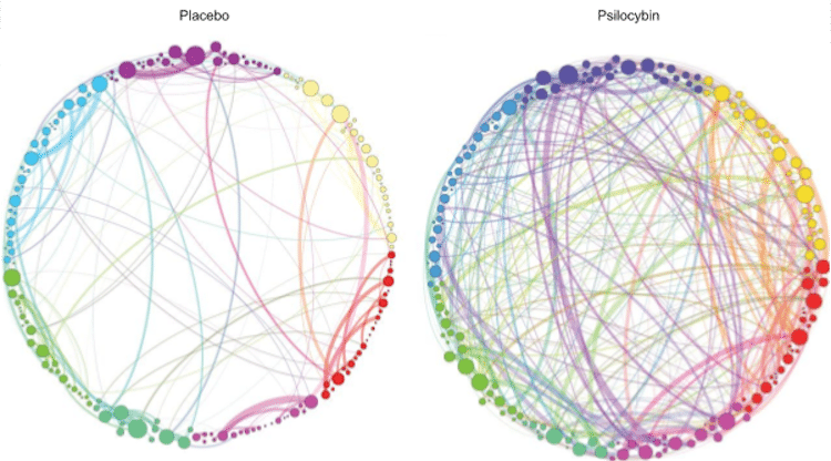 What Happens In Your Brain When You Take Psilocybin?