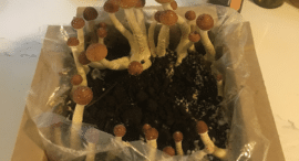 Are Mushroom Grow Kits Worth It