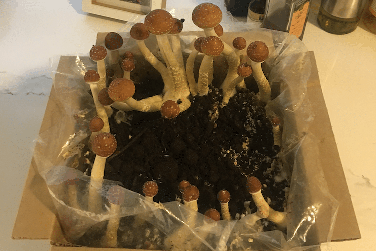 Are Magic Mushroom Grow Kits Worth It?