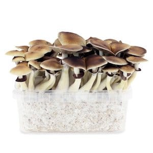 Are Mushroom Grow Kits Worth It - lets find out