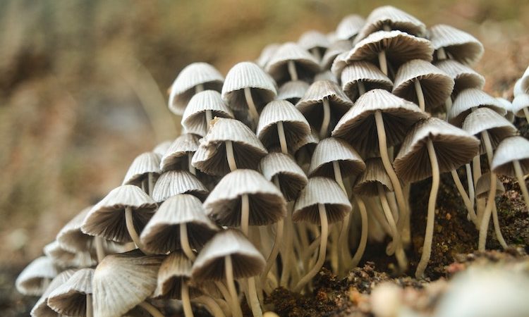Growing Magic Mushrooms Resources