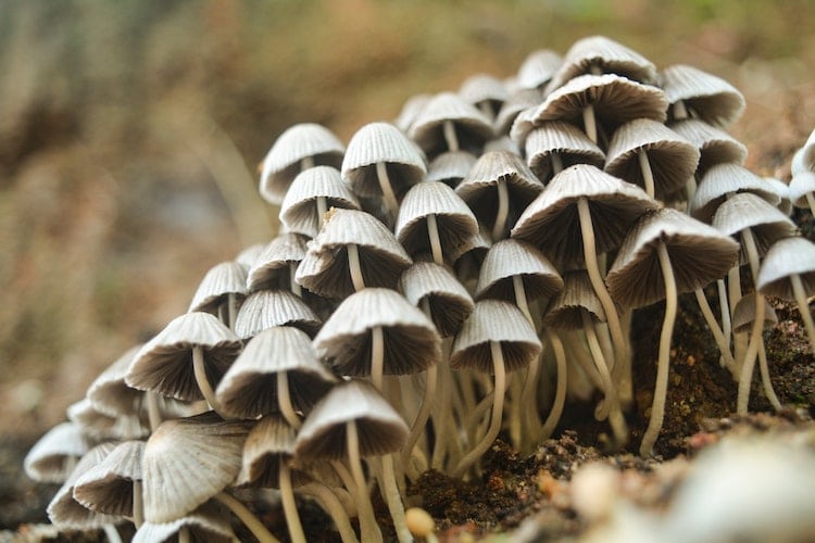 Growing Magic Mushrooms Resources
