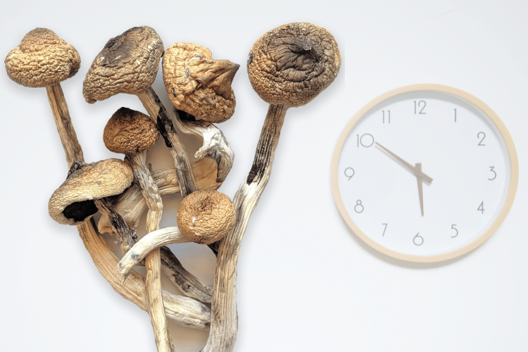 How Long Does It Take To Grow Magic Mushrooms