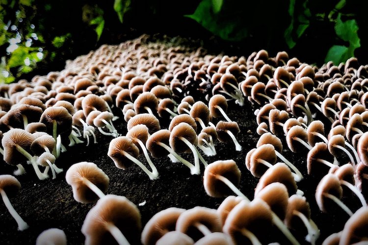 Psilocybe Semilanceata Cultivation