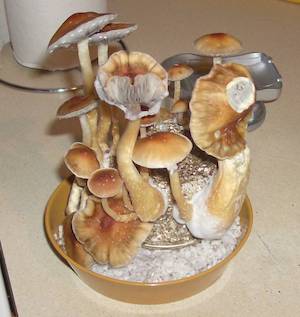 how long will it take to grow magic mushrooms