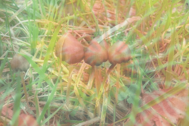 where do liberty caps grow