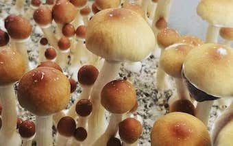 Cubensis mushrooms growing