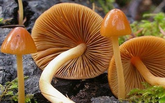 Conocybe siligineoides magic mushrooms