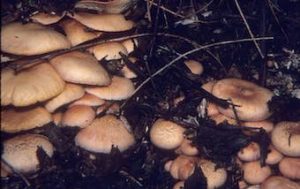 Gymnopilus-aeruginosus magic mushrooms