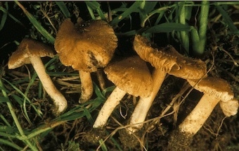 Inocybe aeruginascens Magic Mushrooms