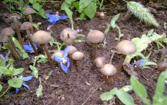 Panaeolus bisporus Magic Mushrooms