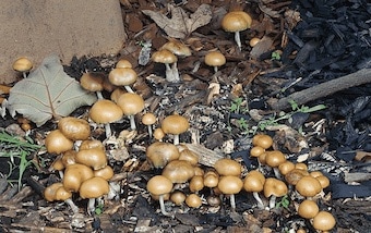 allen-magic-mushroom 340