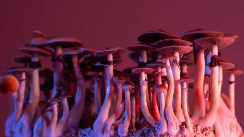 magic mushrooms growing in psychedelic light