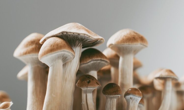 Magic mushroom species list - picture of cubensis