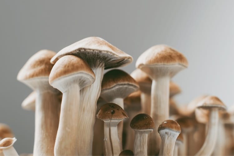 Psilocybe Cubensis Creeper