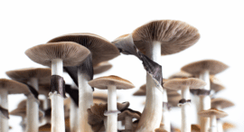 Large magic mushroom species with thick stems