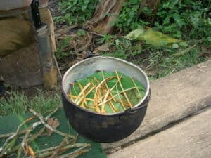 Ayahuasca retreats - Brewing Ayahuasca