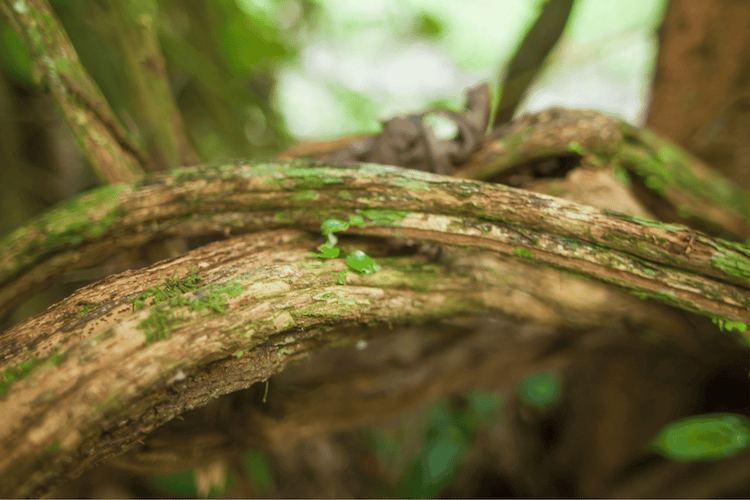 Ayahuasca vine in the jungle