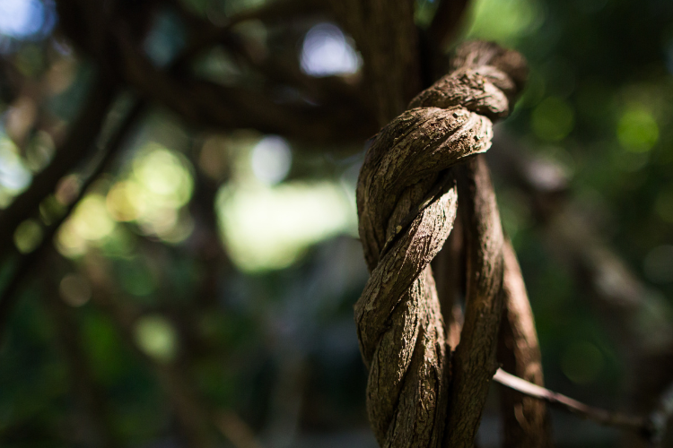 Yagé vine growing in the sunlight