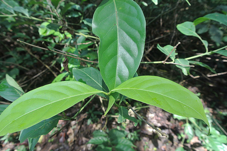 Leaves of the Chaliponga or Diplopterys Cabrerana