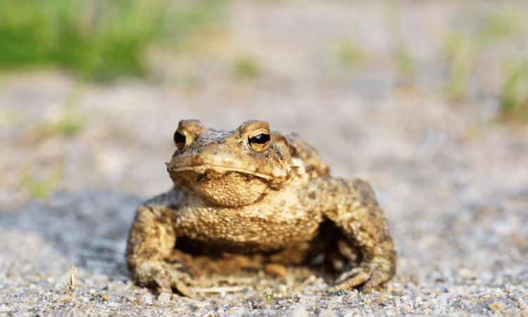 A bufo alvarius toad.