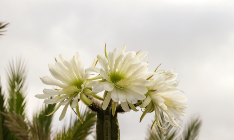 San Pedro cactus with three flowers