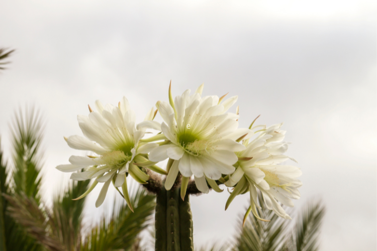 San Pedro cactus with three flowers