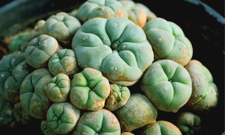 A cluster of peyote buttons