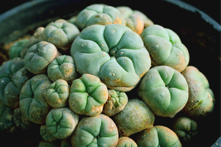 A cluster of peyote buttons