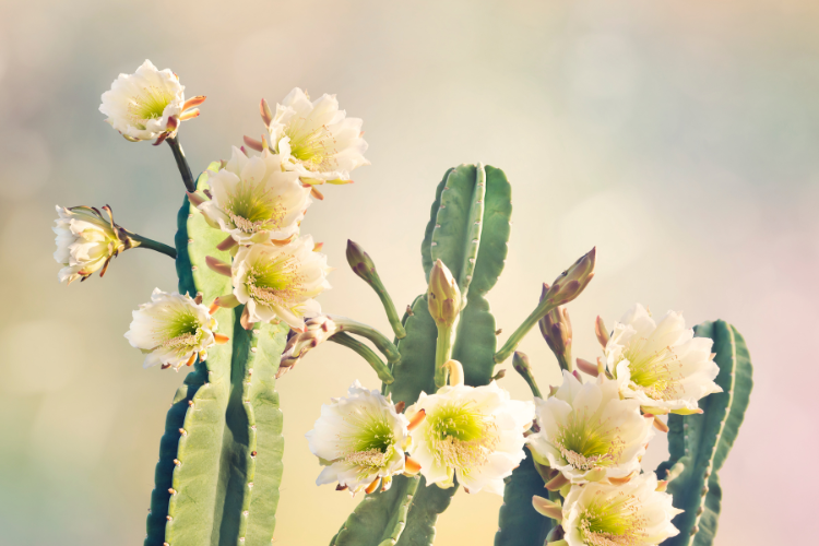 San Pedro cacti producing flowers