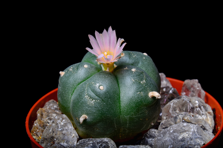 A peyote cactus flowering