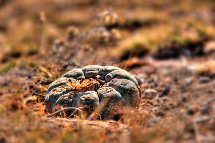 A peyote cactus growing in the desert